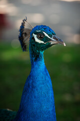 Close up detail portrait of blue Peacock