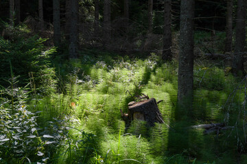 Forest landscape in summer