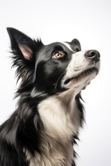 portrait of white and black dog. looking up