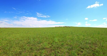 Hulunbuir Grassland, is a world famous natural pasture, is one of the world's four grasslands, known as the world's best grassland.