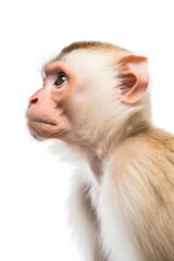 capuchin monkey white. in profile. isolated on a white background