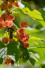Pink berries of currant on a green background on a summer day macro photography. Ripe berries of a pink currant hanging on a branch of a bush close-up photo in the summertime.