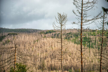 forest decline because of global warming