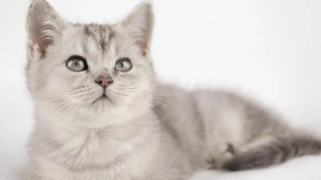 cute gray kitten on a light background looks around
