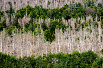 forest decline because of global warming © cameris