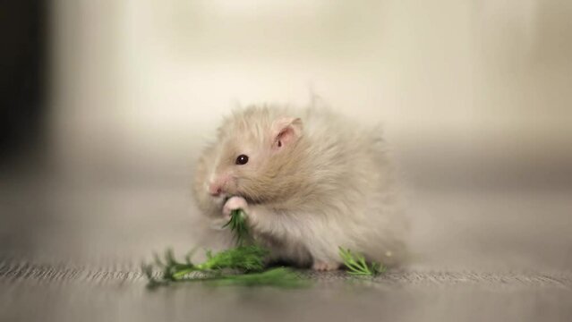 cute hamster eats greens on a light background
