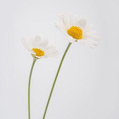 chamomile flower beautiful and delicate on white background. chamomile or daisies isolated on white background with clipping path.	

