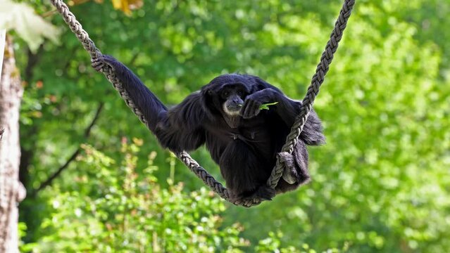 The siamang, Symphalangus syndactylus is an arboreal black-furred gibbon native to the forests of Malaysia, Thailand, and Sumatra. The largest of the gibbons.