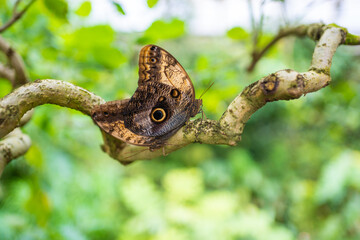 Close up of beautiful brown and blue tropical butterfly in Botanic Garden, Prague, Europe