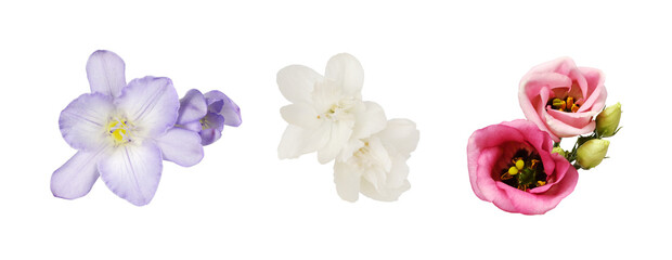 Set of flowers (freesia, eustoma, jasmine) isolated on white or transparent background