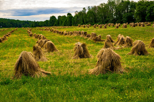 Amish Hay Stack Piles Dry in a field in NYS.  Hand-stacked Amish Hay Shocks dry in the sun.  Amish Threshing and Stacking of Hay is unique to their way of life here in Upstate NY.