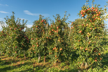 Fototapeta na wymiar Apple trees with ripe, red apples ready for harvesting, Hagnau am Bodensee, Lake Constance district, Baden-Wuerttemberg, Germany