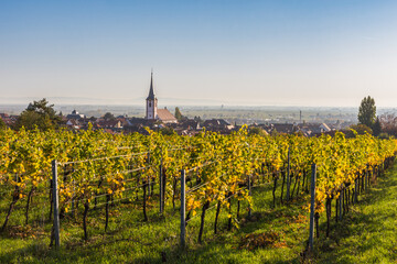View from vineyards to Maikammer with the catholic church in autumn, German Wine Route, Rhineland-Palatinate, Germany