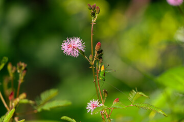 Grasshopper on a flower