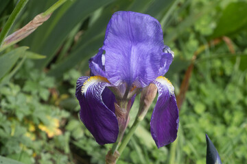 Purple iris flower in a garden - 627282734