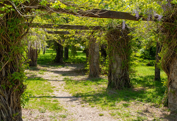 Path in a green garden with creeping climbing plants