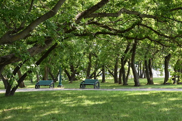 Benches under the trees in summer, Trois-Rivièes, Québec, Canada