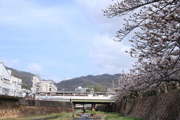 Obraz premium 阪急電鉄芦屋川駅(兵庫県芦屋市)近くに咲く桜の花