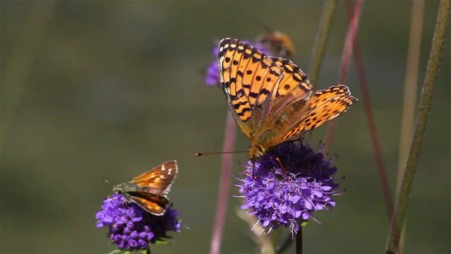 Queen of Spain Fritillary Butterfly and moth sucking nectar on purple flower
