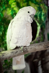 white parrot on a branch