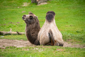 camel in the grass