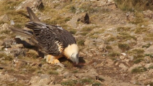 Bearded Vulture eating bone and flying off, Spain