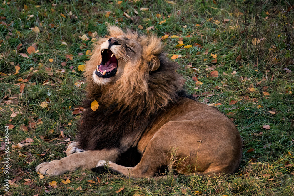 Poster lion in the grass