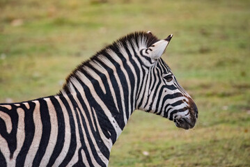 zebra in the grass