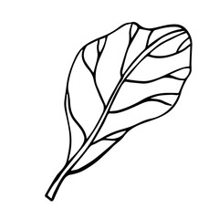 The Fiddle Leaf Fig. Doodle illustration of leaf of indoor plant. Line art. Design element