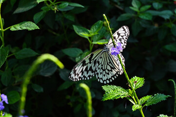 Idea leuconoe butterflies in the garden.