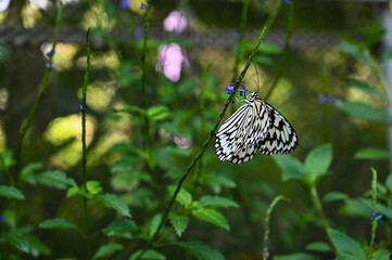 Idea leuconoe butterflies in the garden.