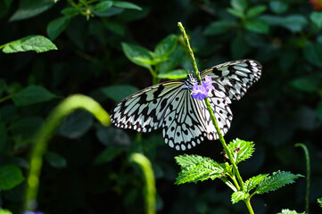 Idea leuconoe butterflies in the garden.