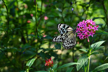 Idea leuconoe butterflies in the garden.