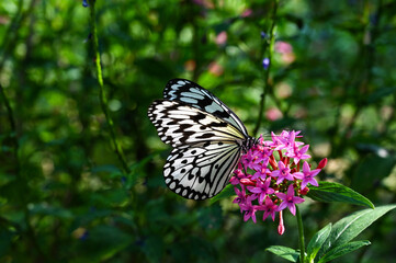 Idea leuconoe butterflies in the garden.