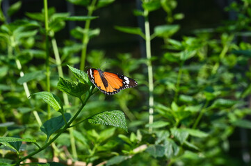 Monarch Butterfly in the garden.