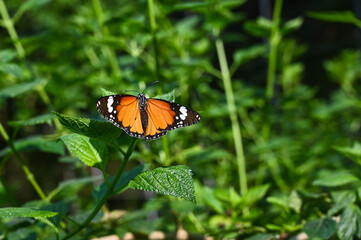 Monarch Butterfly in the garden.