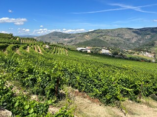 Fototapeta na wymiar Lamego Portugal Wine Production Wine Farm Historic Production