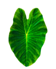 Obraz premium Green leaf heart shape isolated transparent background, bon leave cut-out 
