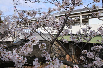 阪急電鉄芦屋川駅(兵庫県芦屋市)近くに咲く桜の花