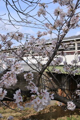 阪急電鉄芦屋川駅(兵庫県芦屋市)近くに咲く桜の花