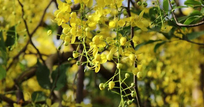 Yellow flower.