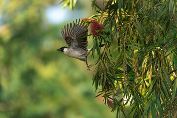birds fly from the branches
