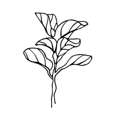 The Fiddle Leaf Fig. Doodle illustration of a house plant. Line art. Design element