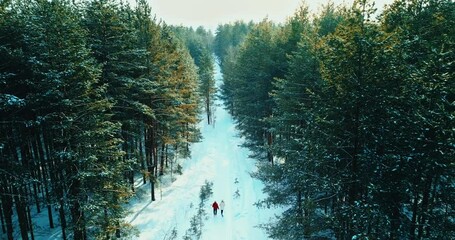 aerial view of romantic walk in winter forest, two people enjoying beautiful nature, 4K, Prores