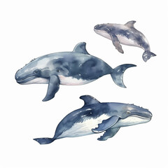 Fototapeta premium dolphin isolated on white