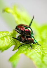 Mating couple of rose chafers (Cetonia aurata). Macro close up of two colorful brown-greenish coppery beetle with metallic structurally coloured scutellum. Isolated on a leaf in an italian garden.