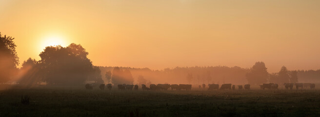 Kühe weiden im Morgennebel und der aufgehenden Sonne
