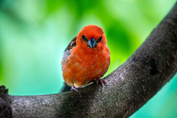 Red Fody