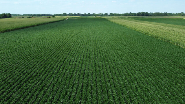 green soya bean fields in the summer-drone photography 
