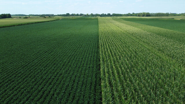 green corn and soybean fields - drone photography